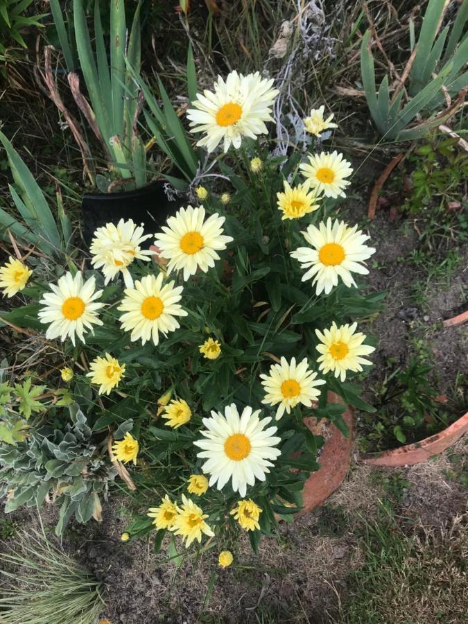 Newlands Bed And Breakfast West Melton エクステリア 写真